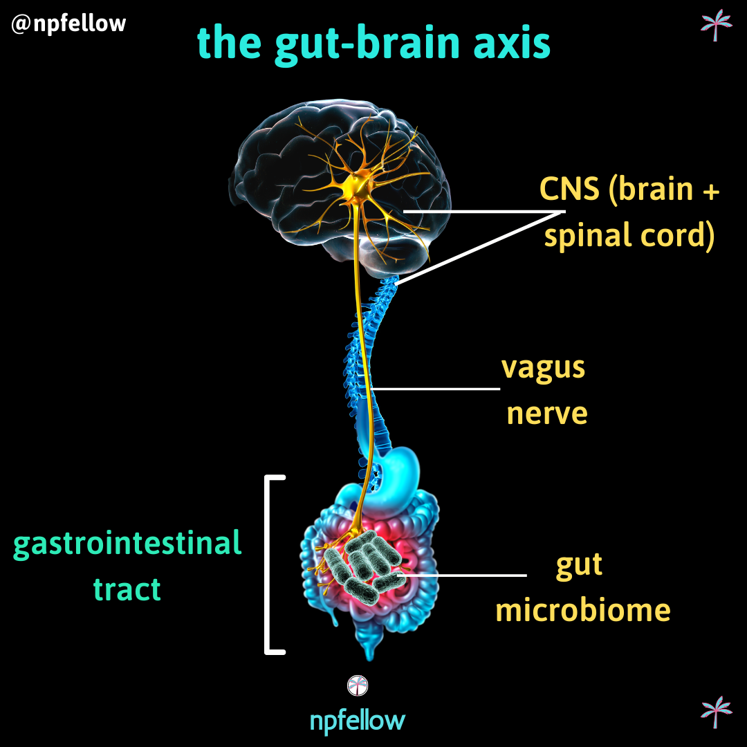 The Gut Brain Axis Gba