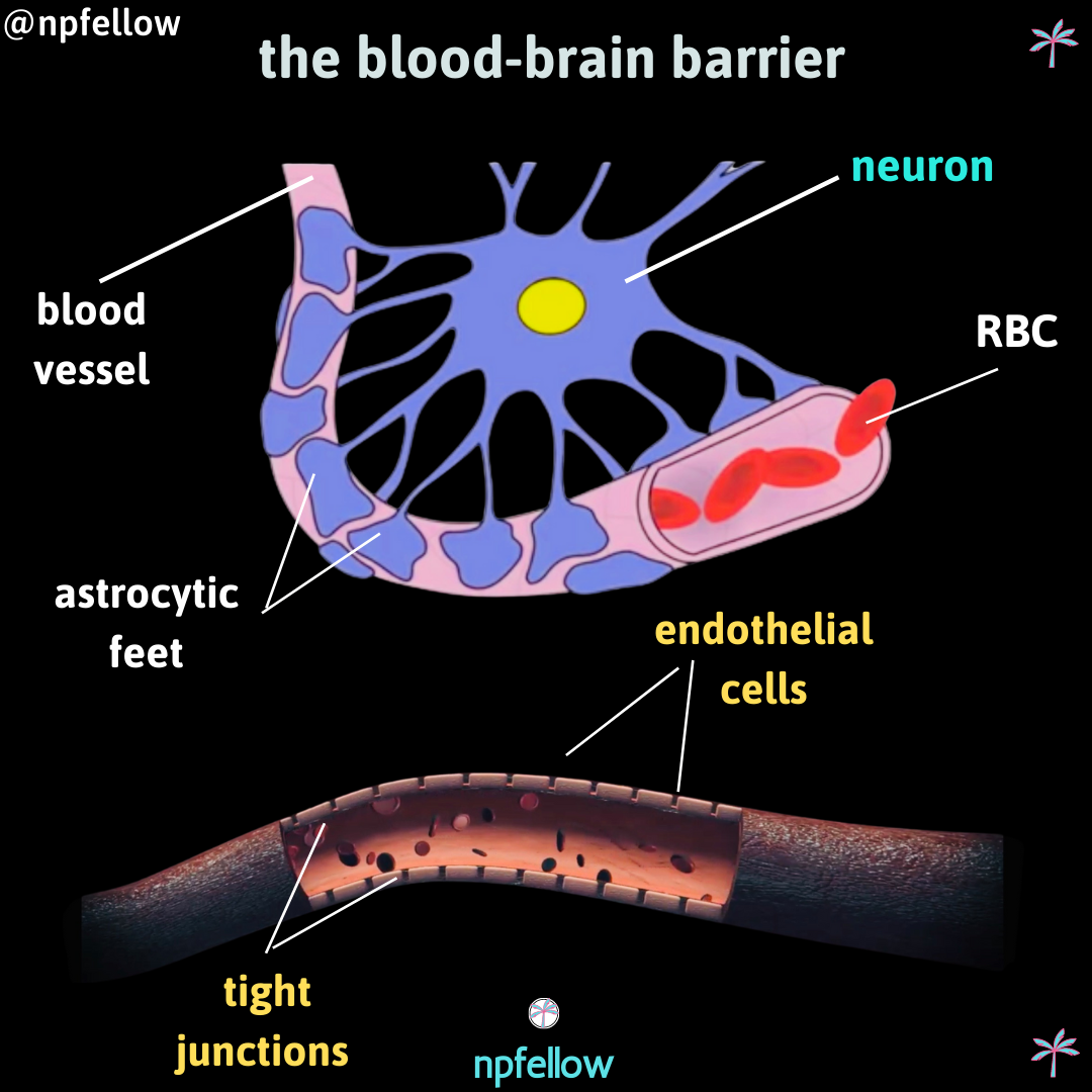 The Blood-Brain Barrier Explained