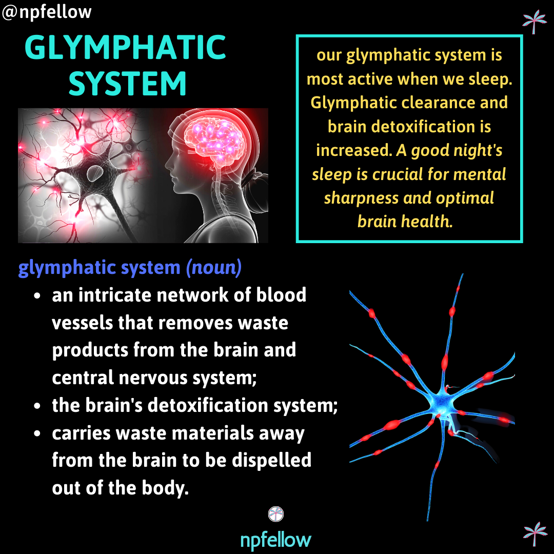 The Glymphatic System Explained: How to Boost Glymphatic Function